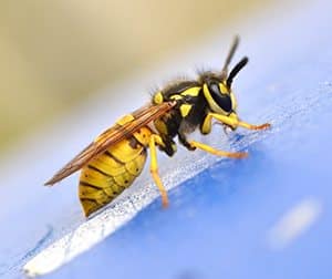 Why should you get rid of any yellow jacket hives?