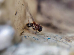 Close-up of a dead ant, possibly one of the exploding ants species, lying on its side against a rough, light-colored surface. The image is slightly blurred around the edges.