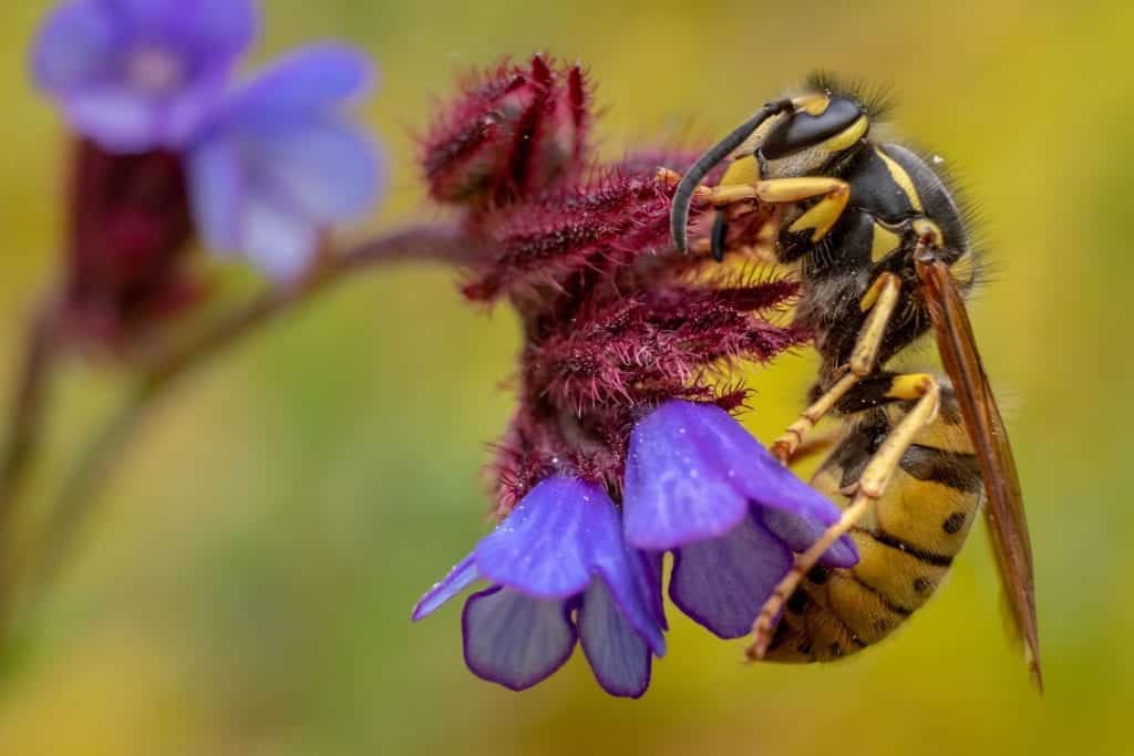 Connecticut bee removal