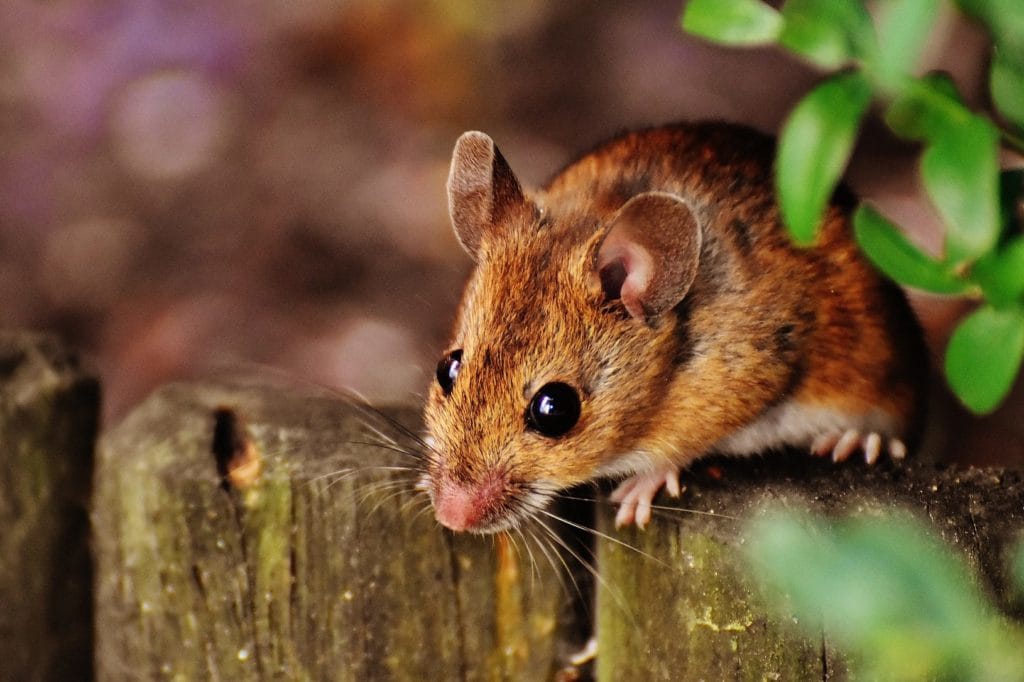 Rats invading West Hartford