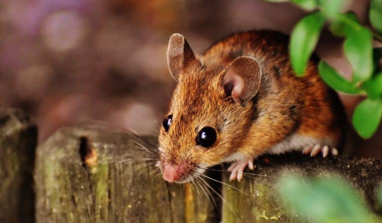 Rats invading West Hartford