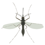 mosquito