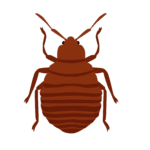 bed bug