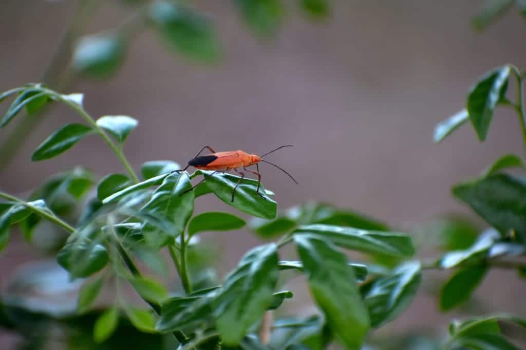 Cold weather insect
