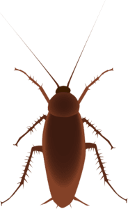 cockroach