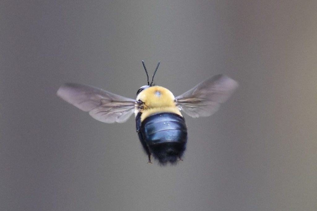 IS The Bee Barrier Guaranteed?