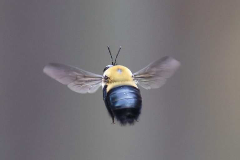 IS The Bee Barrier Guaranteed?