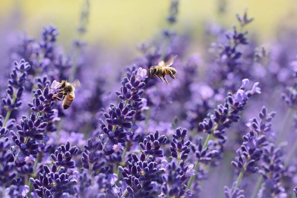 Make a Native Pollinator Garden