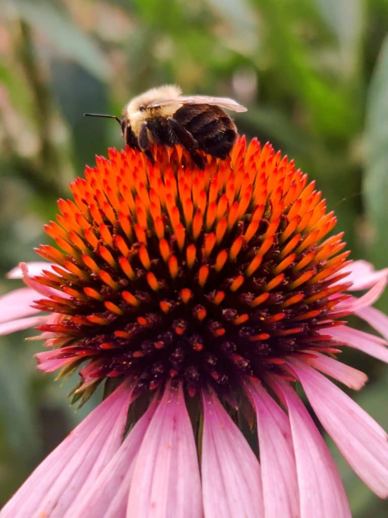 bumblebee resting on a flower