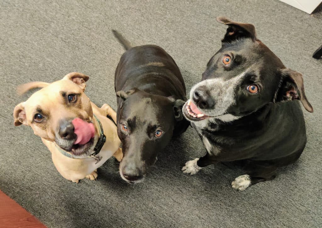 MEET THE RICHLAND TEAM!