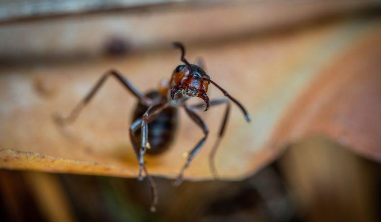 Ant Pest Control Experts | Servicing Connecticut & Western Mass