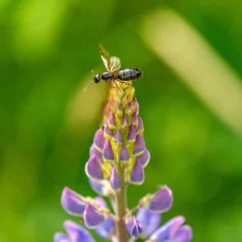 carpenter ant with wings