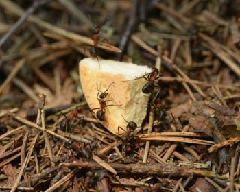 carpenter ants with food