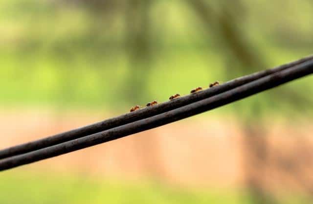 ant control