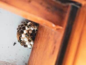types of wasps - yellowjacket nest in a window frame