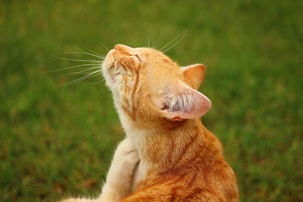 Focus on Pesticide Safety for National Pet Safety Month