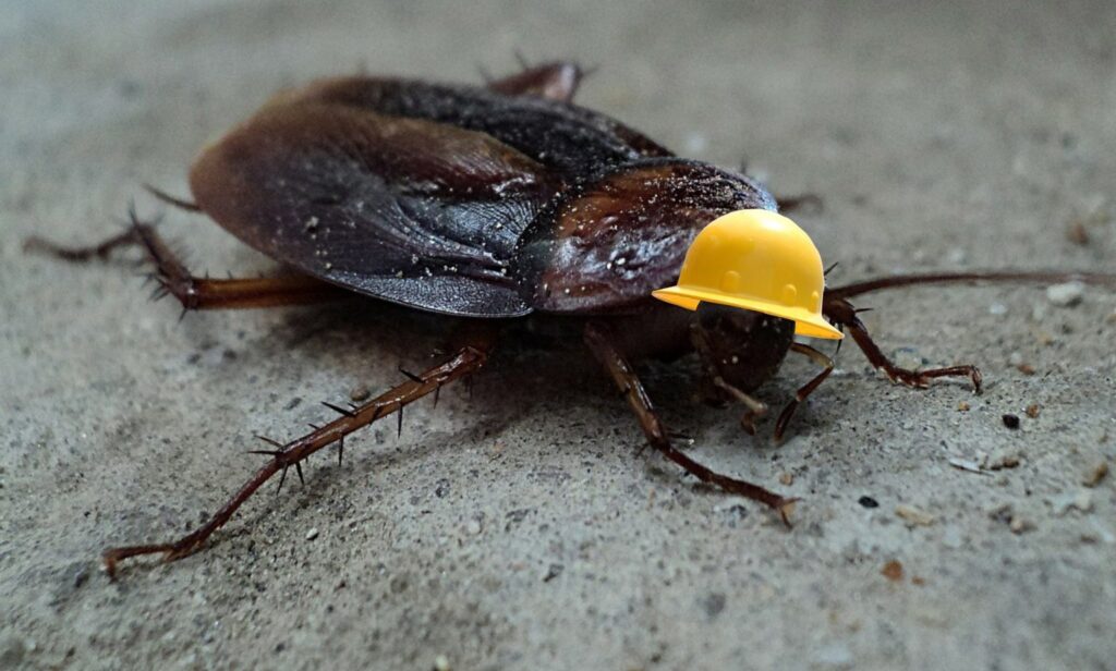Cockroaches