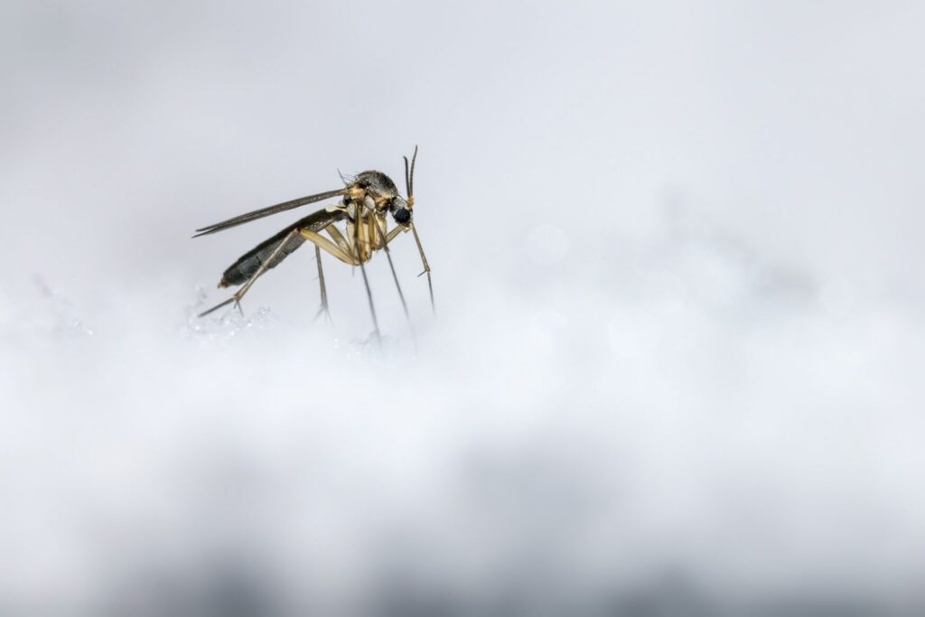 mosquitoes