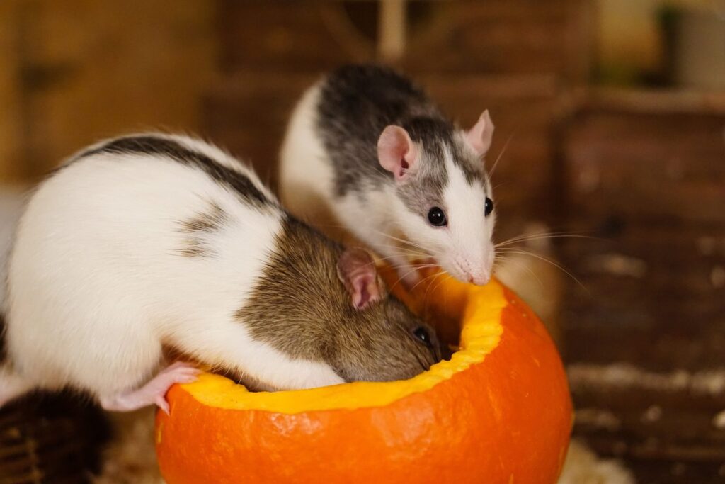 Mice and Rats