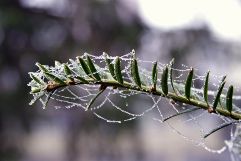 Interesting Ways That Pests Survive The Winter