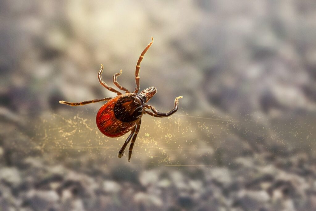 Ticks