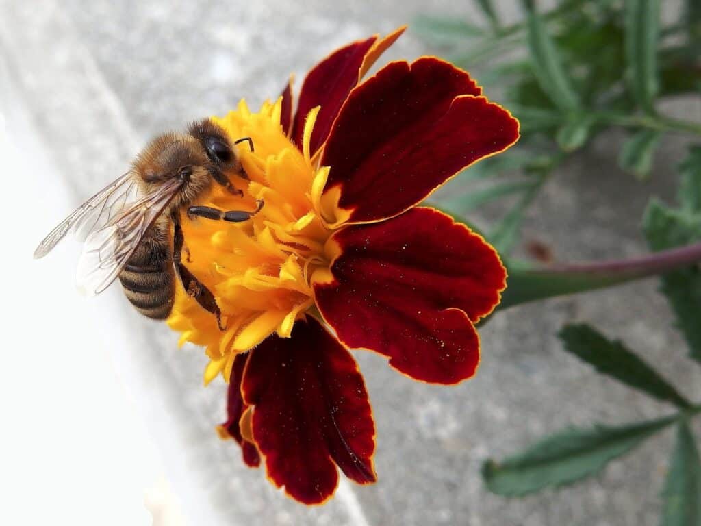 bee, pollinator, summer, flower, warm, sun, sunny