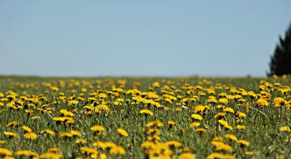 Feeding Pollinators Healthy Food