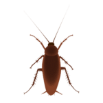 cockroach