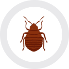 A geometric arrangement of bed bugs.