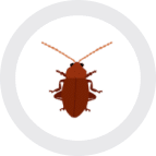 A geographically inspired artwork featuring a brown cockroach in a circle on a white background.