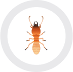 An insect with a geo pattern in a circle on a white background.