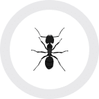 A monochromatic ant with geometric patterns in a circular shape.