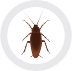 A geodesic brown cockroach in a circular shape.