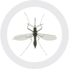 A monochrome image of a mosquito within a circular shape.
