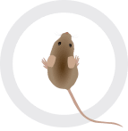 A mouse in a geometric pattern on a white background.