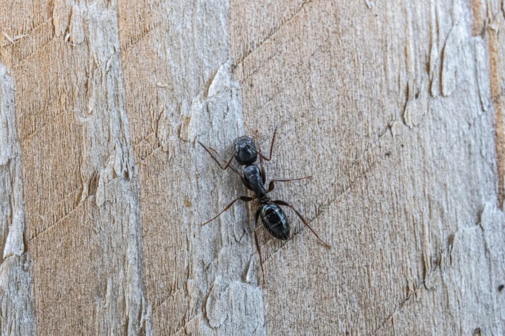 A single black ant crawling on a rough, light brown wooden surface.