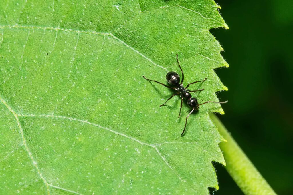 A black ant is walking on a green leaf, which has jagged edges and visible veins.