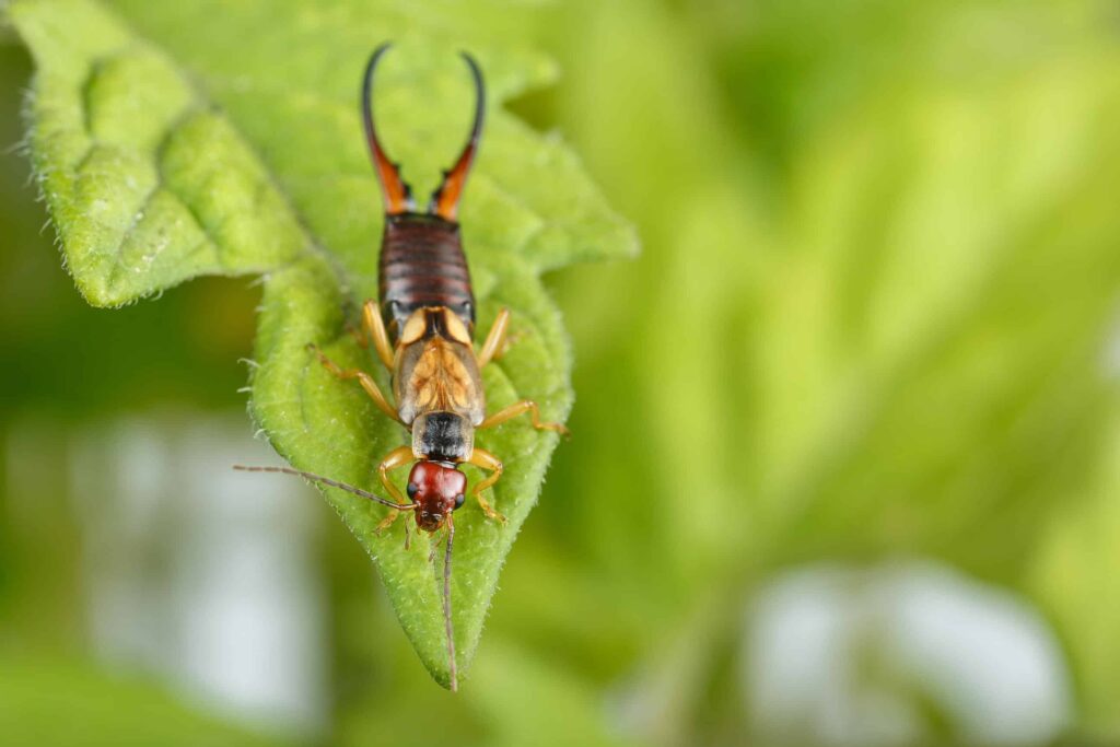 A close-up of an earwig insect with pincers on its tail, perched on a green leaf with a blurred green background.