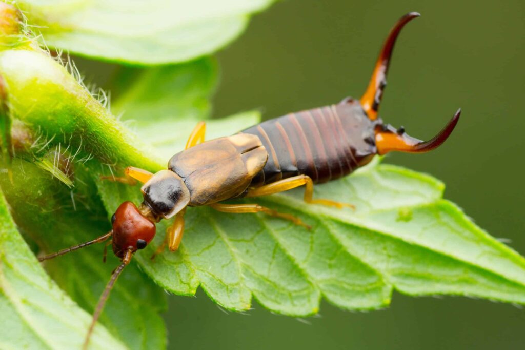 A close-up of an earwig insect with pincers on its abdomen, sitting on a green leaf.