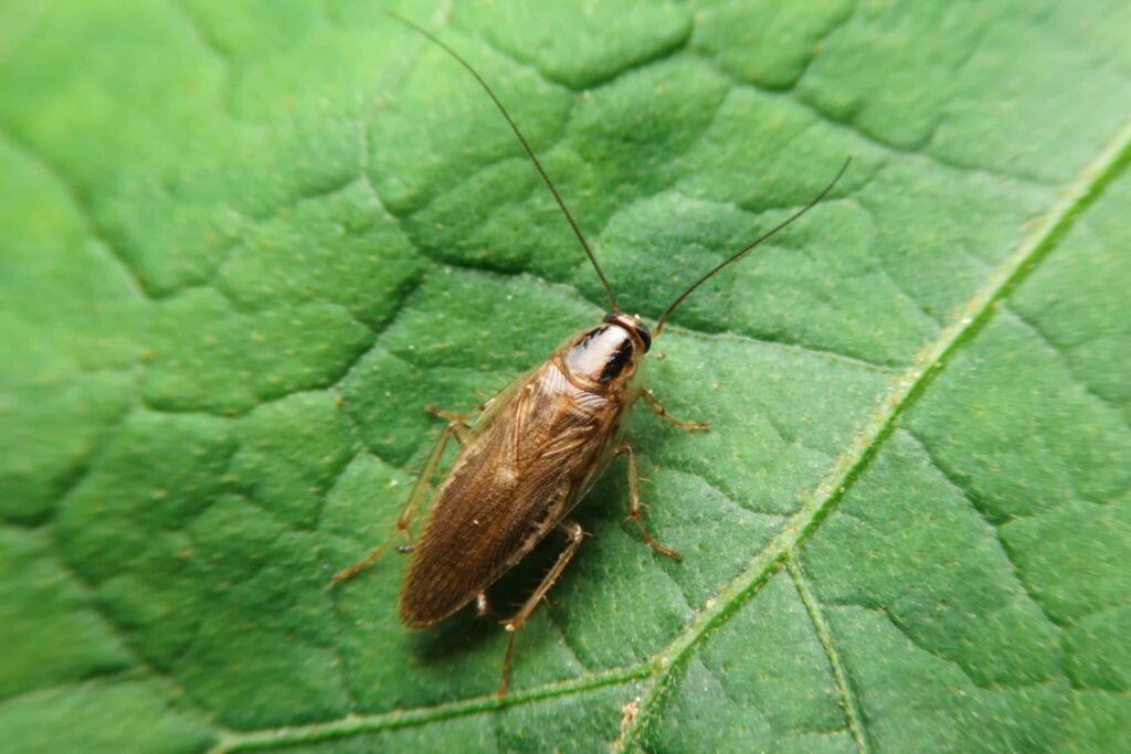 Close-up view of a brown cockroach standing on a green leaf, showing its antennae and body details.