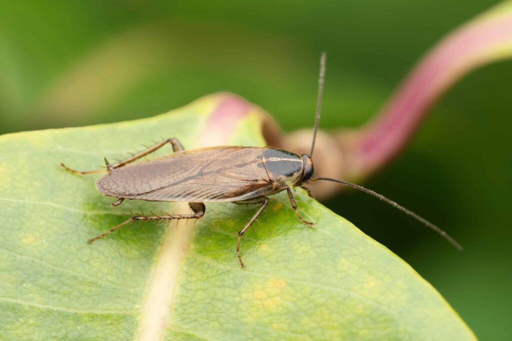 Close-up of a brown cockroach with long antennae standing on a green leaf, with a blurred background.