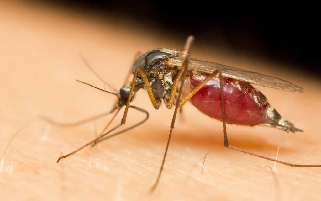 Close-up of a mosquito with an engorged red abdomen feeding on human skin.