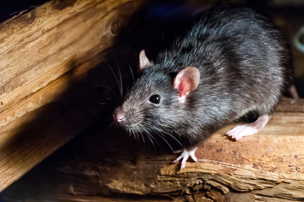 A black rat with pink paws and ears sits on a wooden log in a dimly lit area.