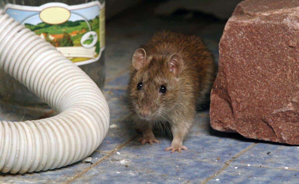 A brown rat stands on a blue tiled floor between a white hose, a glass jar, and a red brick.