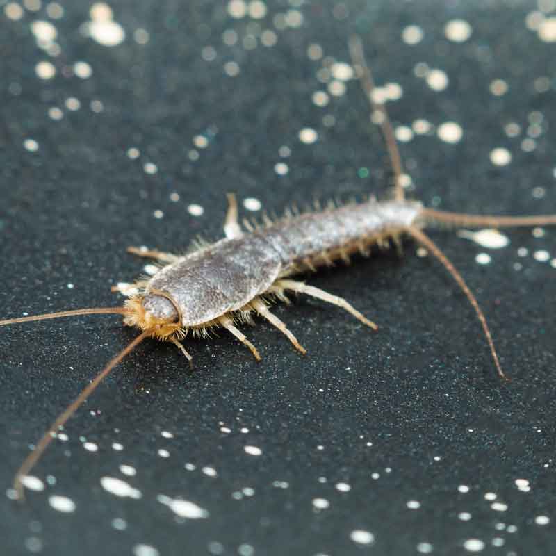 Silverfish 1
