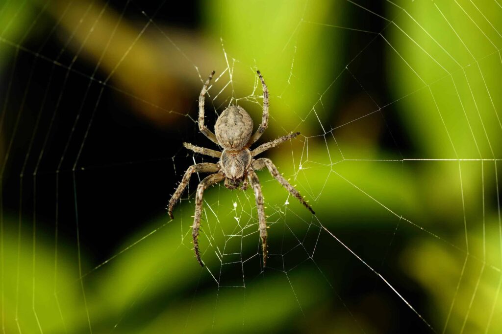 A brown spider sits at the center of its web, with green blurred foliage in the background.