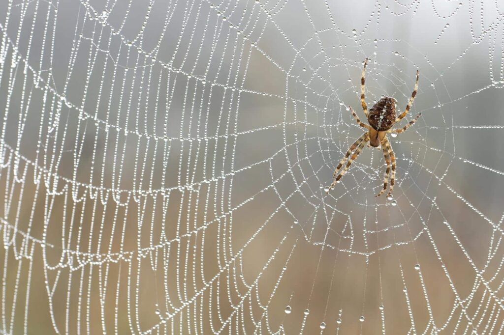 A spider sits at the center of its web, which is covered in dewdrops against a blurred natural background.