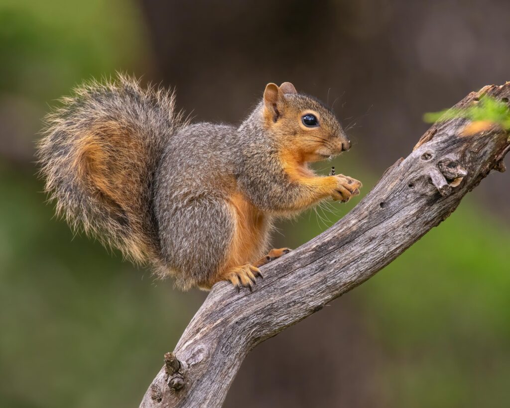 A squirrel with a bushy tail sits on a tree branch, holding and eating a small piece of food.