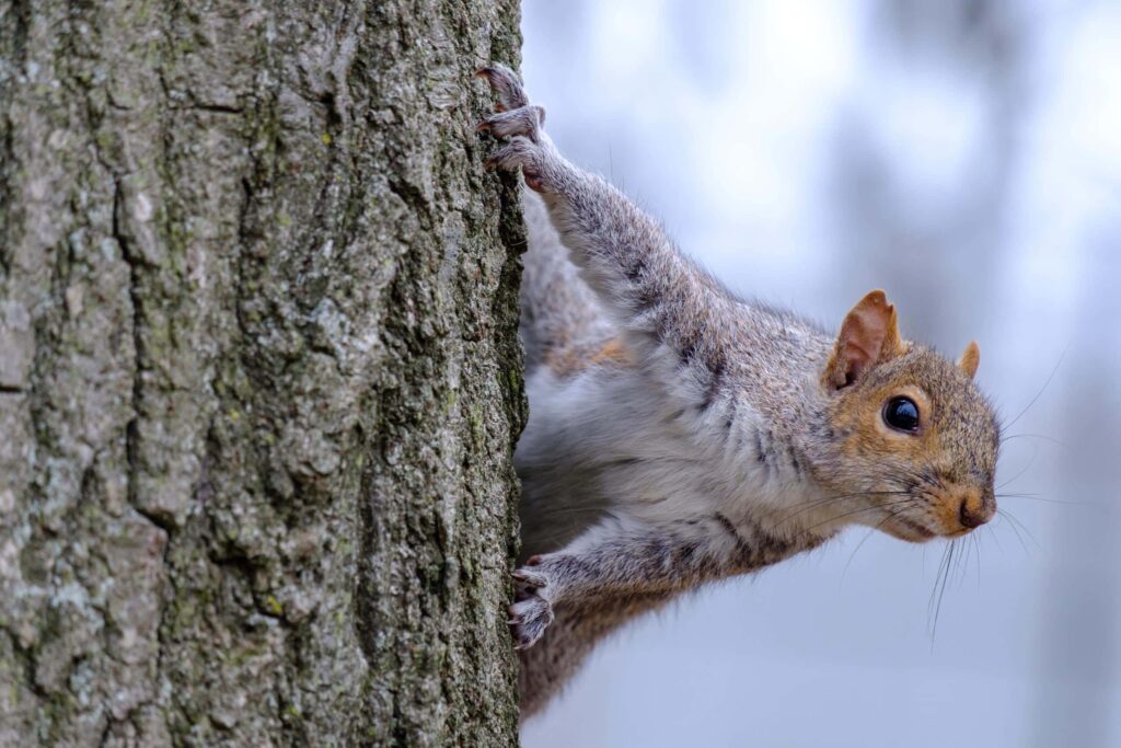 A grey squirrel clings to the side of a tree trunk, looking to the right with its body stretched out and alert.