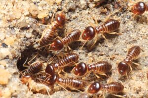 A group of termites with dark brown heads and translucent bodies cluster around the entrance of a tunnel in soil.